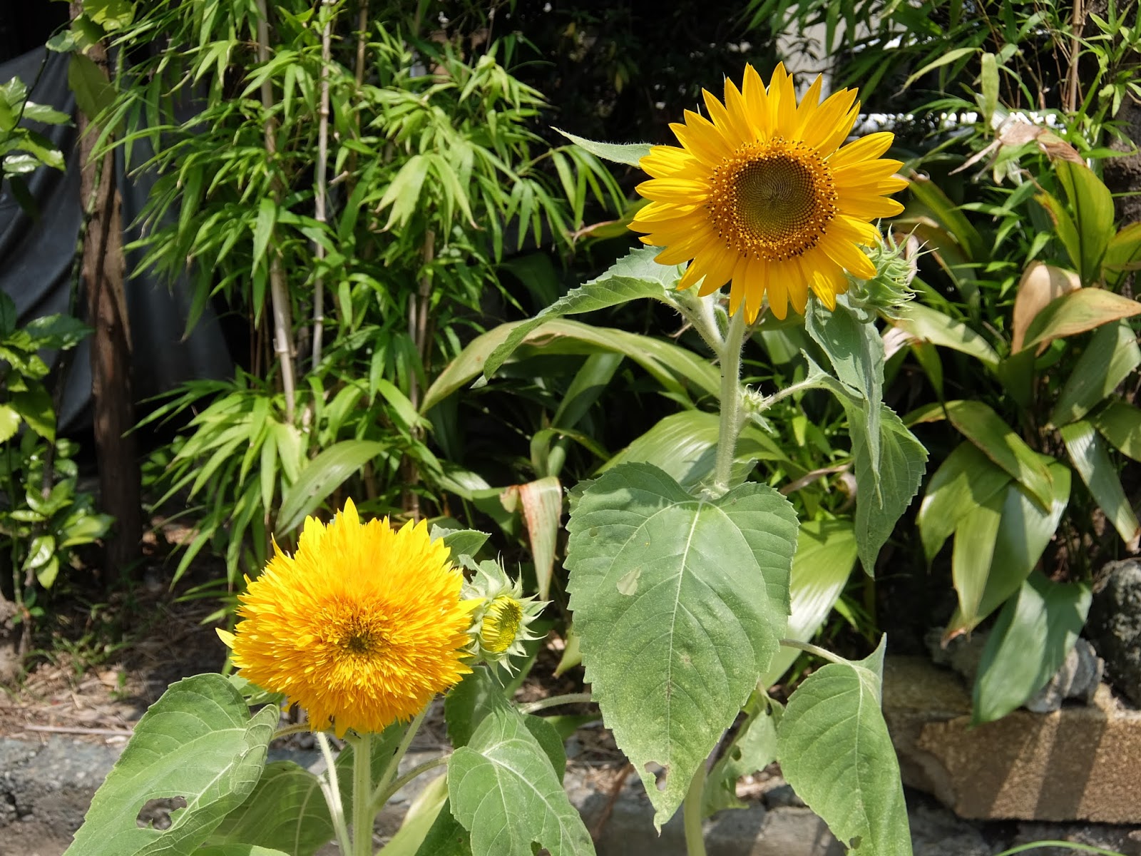 Notaro Talking To Myself 八重ひまわり