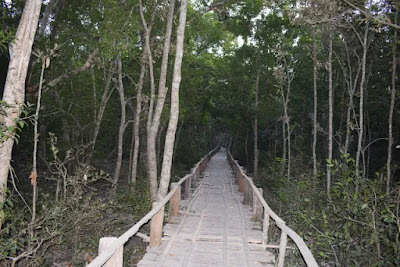 Karamjol walking path in the Sundarbans Karamjol walking path in the Sundarbans