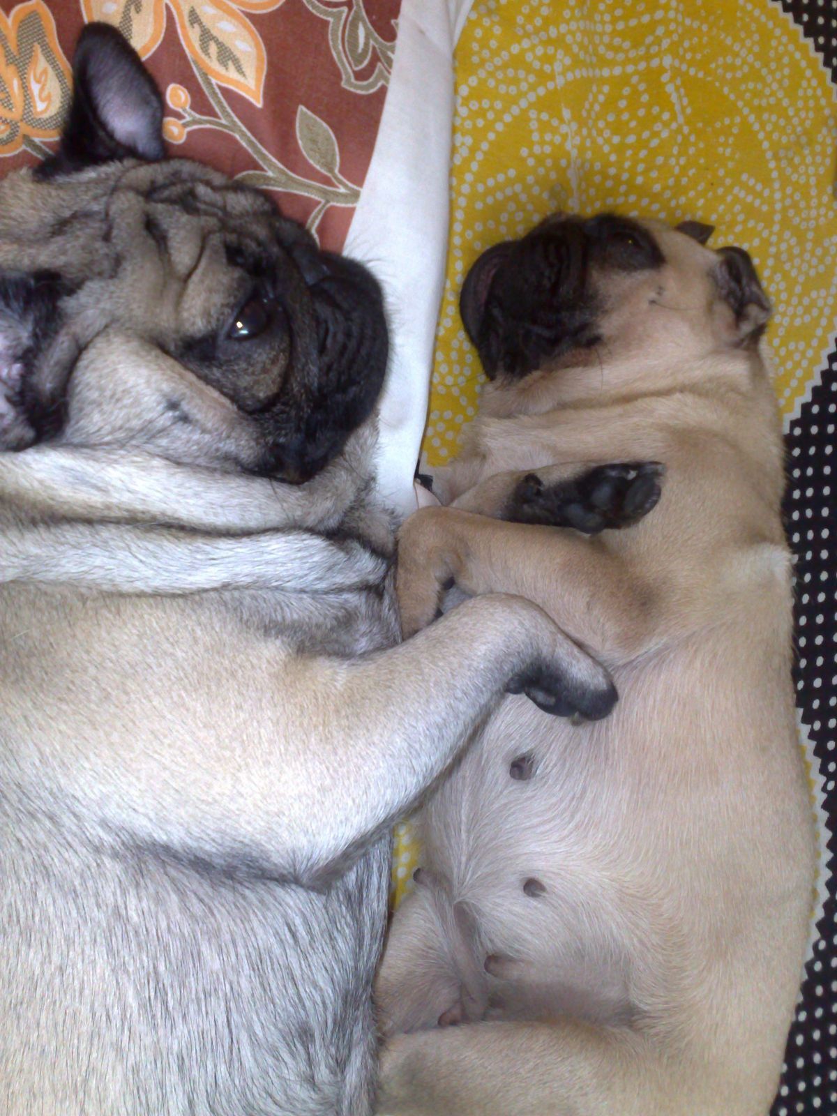 How to take care of your PUG How to take care of PUG