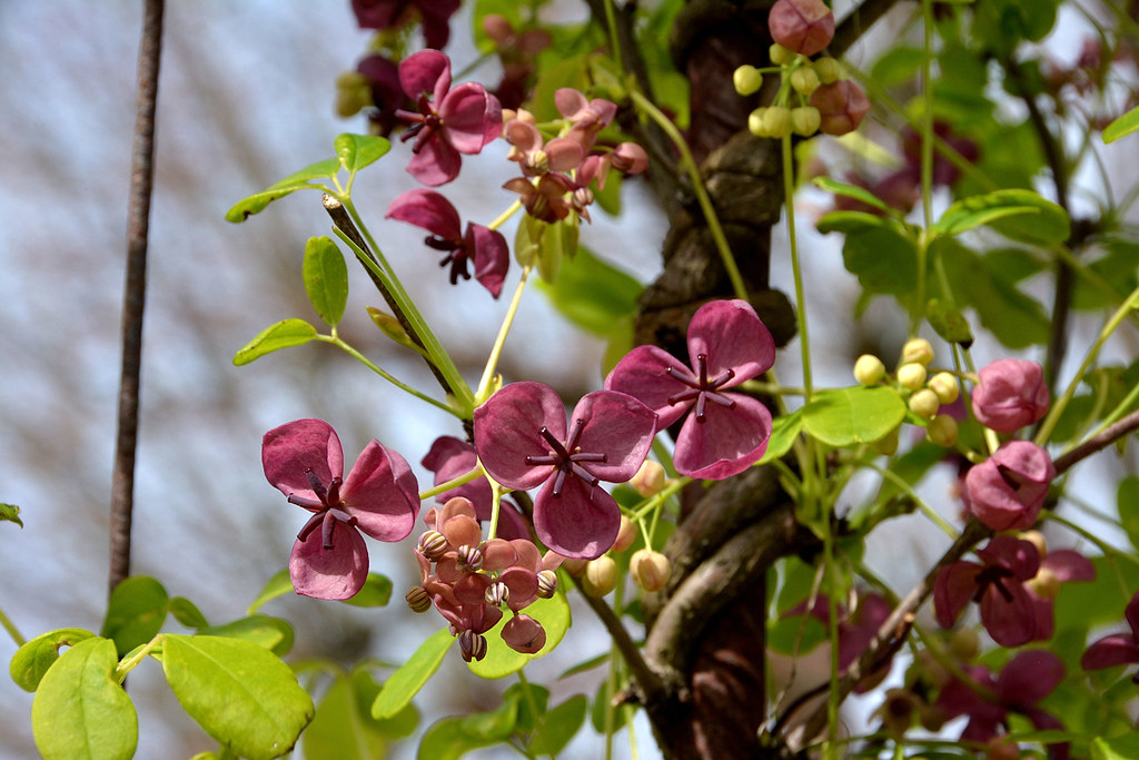 Akebia quinata - Five-leaf Akebia care and culture | Travaldo's blog