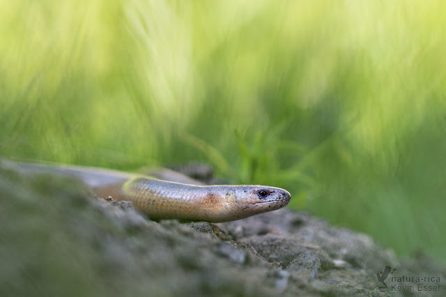 Slow worm - Anguis fragilis