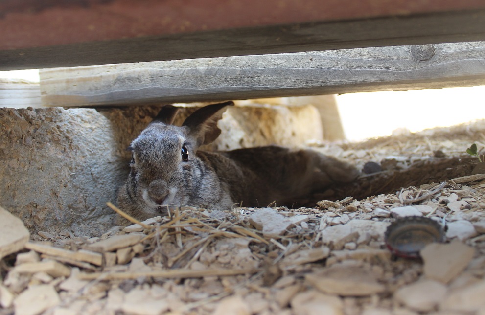 The Field Lab the ramp bunny...