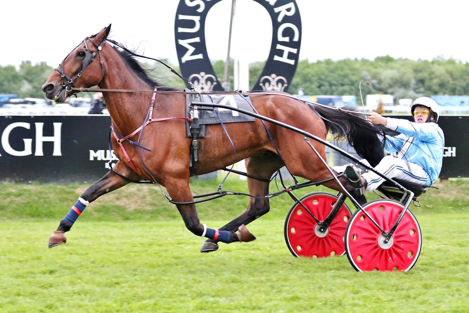 Tandemcart and curricle at Van der Wiel harness makers, 4 nov 2017 