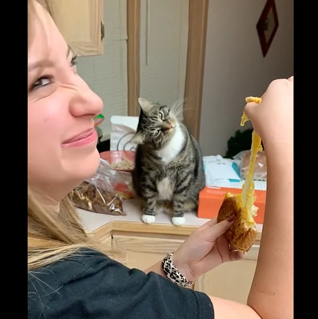 Fat cat obsesses over a grilled cheese sandwich