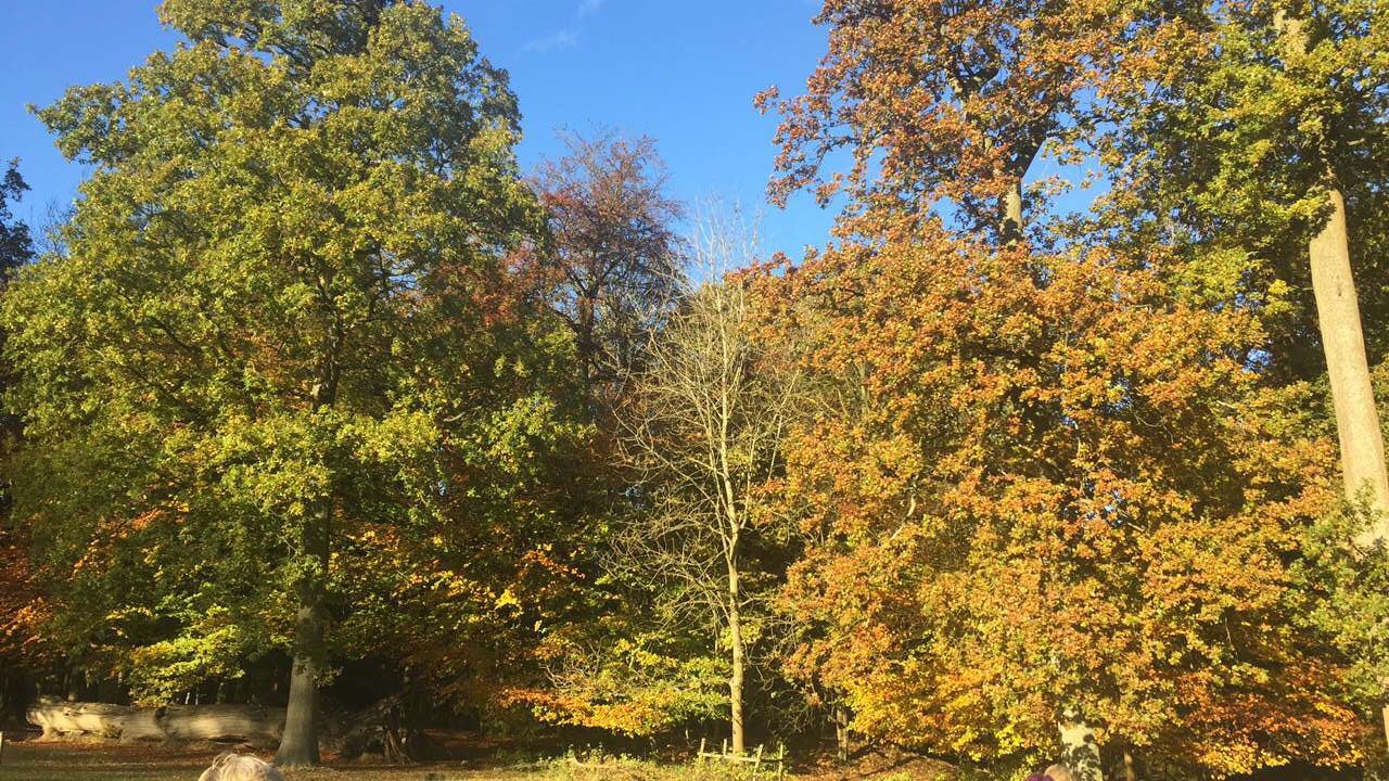 Formidable Joy - UK Fashion, Beauty & Lifestyle Blog | Lifestyle | An afternoon at Ashridge Formidable Joy | Formidable Joy Blog | Ashridge | Ashridge Estate