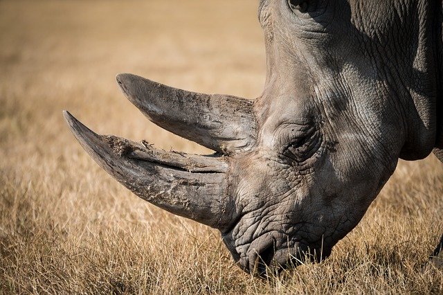 حقائق سريعة عن وحيد القرن!