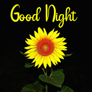 New Good Night Images HD Wallpaper Pics Photos Pictures Download