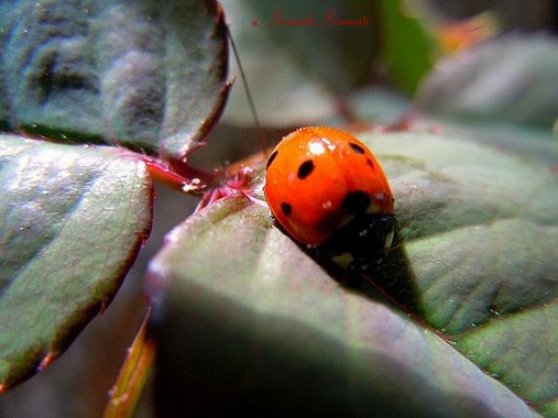 Coccinella su foglia di rosa