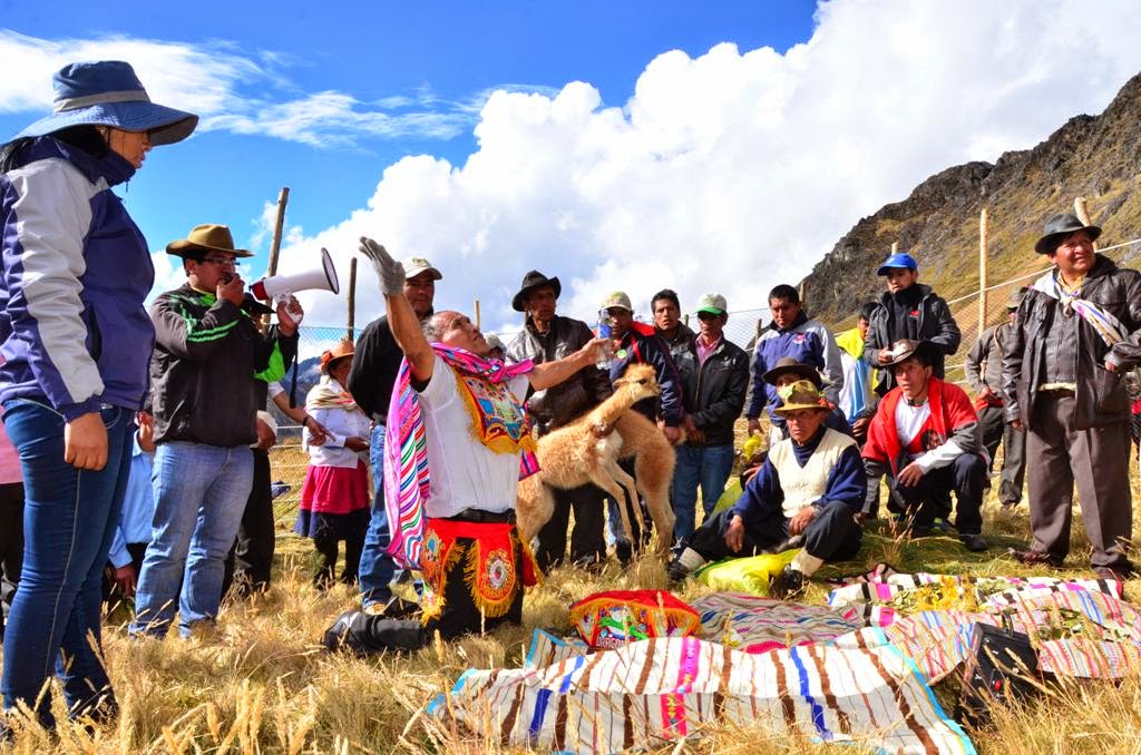 JUNÍN REGIÓN VERDE: Comuneros de Marancocha realizaron I Chaccu de ...