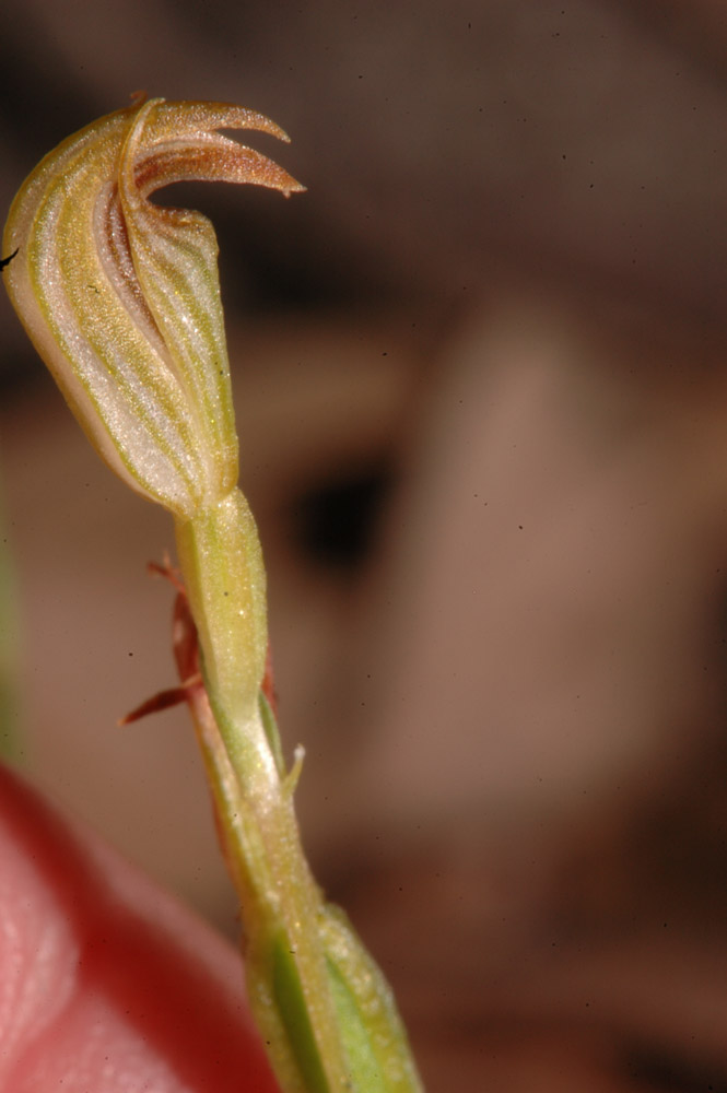The Nature of Robertson Diplodium longipetalum at Douglas Park