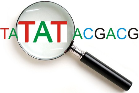 How to Predict Gene from Multiple Sequence~ Bioinformatics Made Simple.com