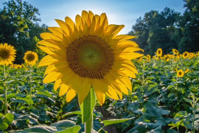 Sunflower Wallpapers in 4K - Pics Directory Sunflower Wallpapers in 4K - Pics-Directory