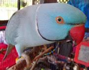 Blue Parrots HD