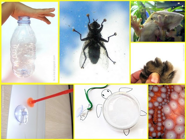 Занятие в Клубе почемучек. "Почему муха не падает?"