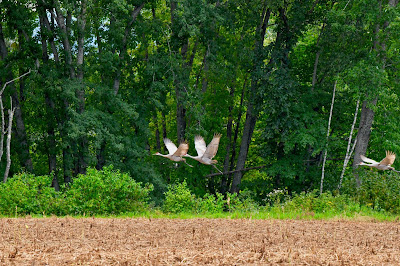 Sandhill%2BCranes%2Bflying%2B%25C2%25A9Tom%2BMcLaughlin%2B2019.jpg