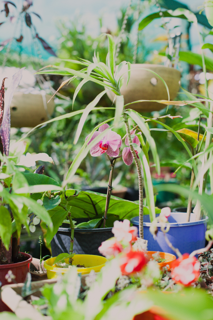plants pot plant