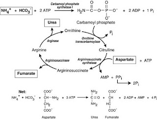 Urea cycle