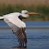 Largest Bird in the World