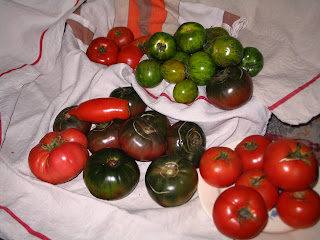 variétés de tomates anciennes à Aullène en Alta Rocca