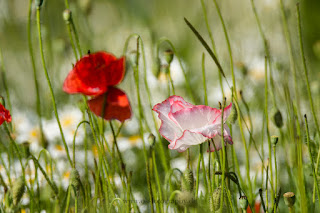 Naturfotografie Blumenfotografie Lippeaue Wildbume Klatschmohn Mohnblume