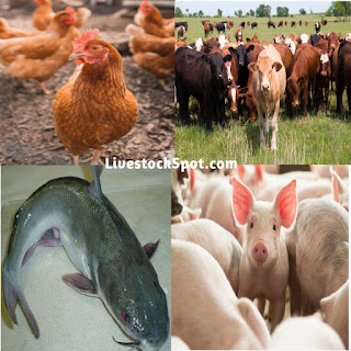 Top Four (4) Best Animals For Livestock Farming Business 