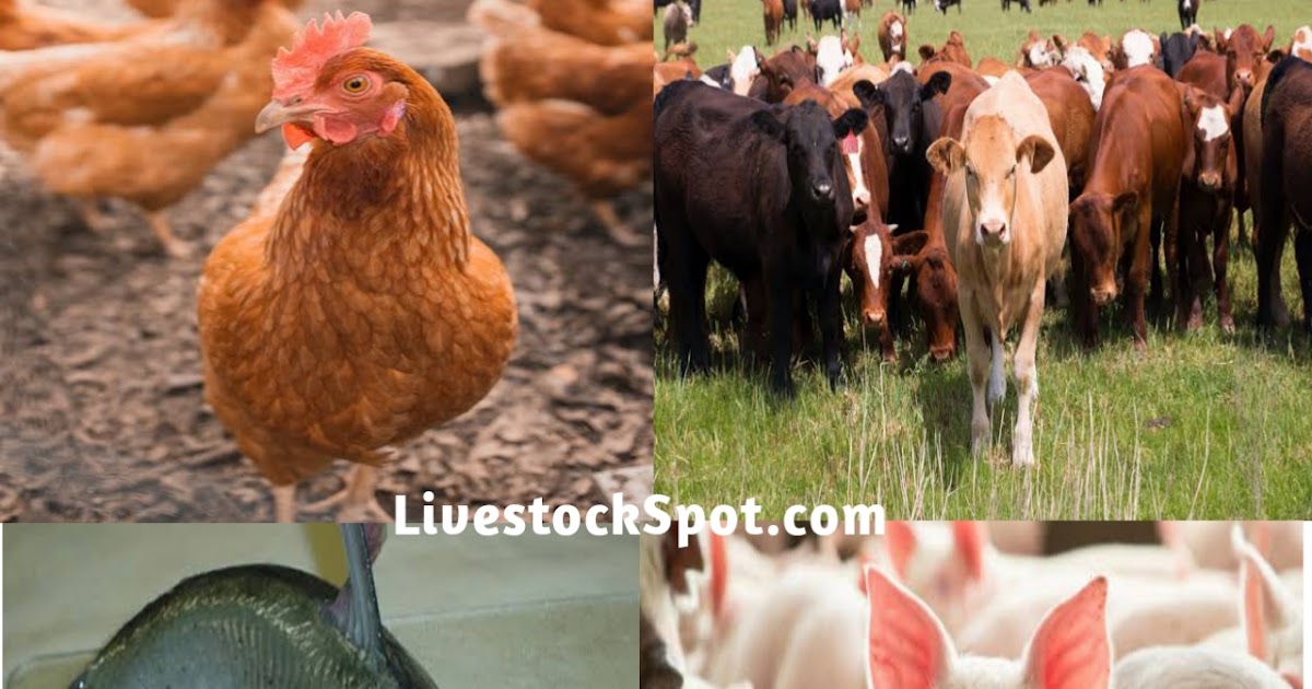 Top Four (4) Best Animals For Livestock Farming Business LivestockSpot