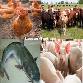 Ways To Improve Livestock  Farming In Nigeria 