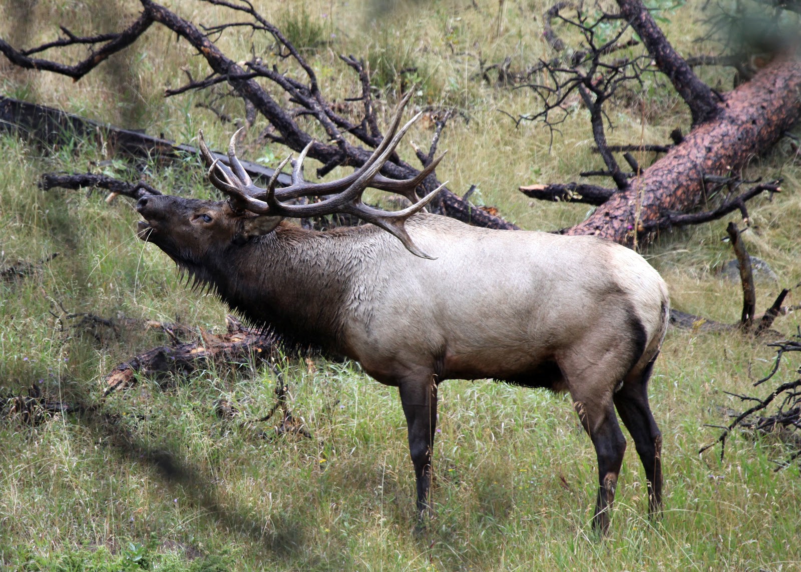 elk bugling yellowstone gate azure