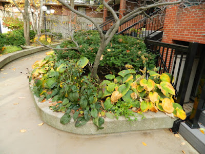 Garden District Toronto Fall Cleanup Before by Paul Jung Gardening Services--a Toronto Gardening Services Company Garden District Toronto Fall Cleanup Before by Paul Jung Gardening Services--a Toronto Gardening Services Company