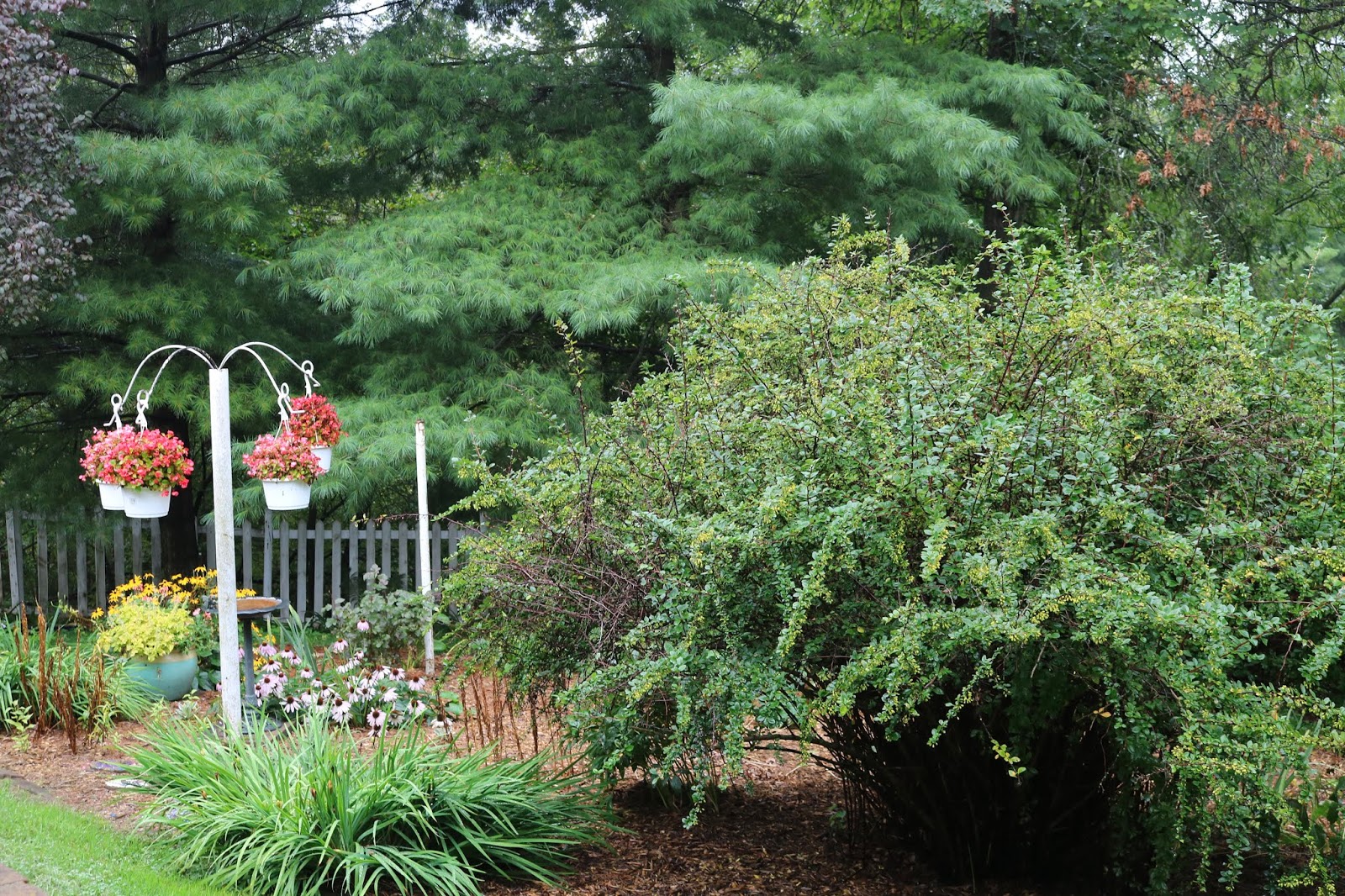Flora Wonder Blog Viburnum When You Can Mulch Them