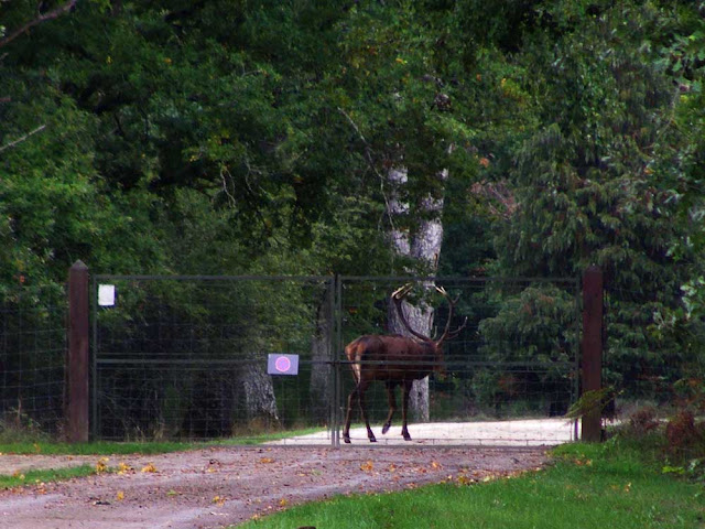 Photographed by Susan Walter. Tour the Loire Valley with a classic car and a private guide.