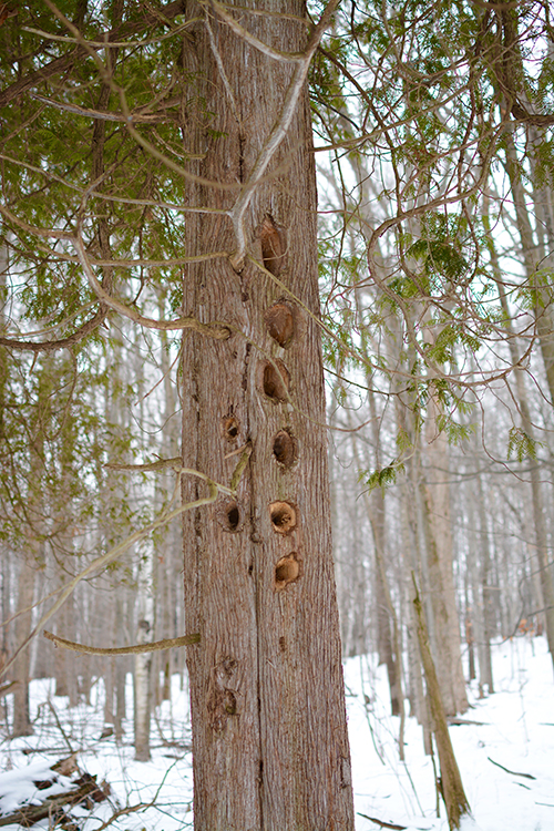 Winter walk in the woods | My Darling Days Blog Winter walk in the woods | My Darling Days Blog