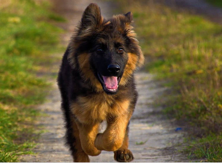 Original Breed German Shepherd Puppy Price in Bhubaneswar