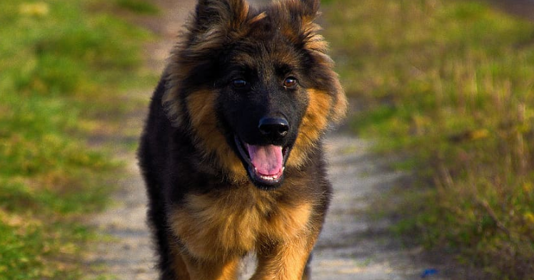 Only Original Breed Puppies German Shepherd Puppy Price In India