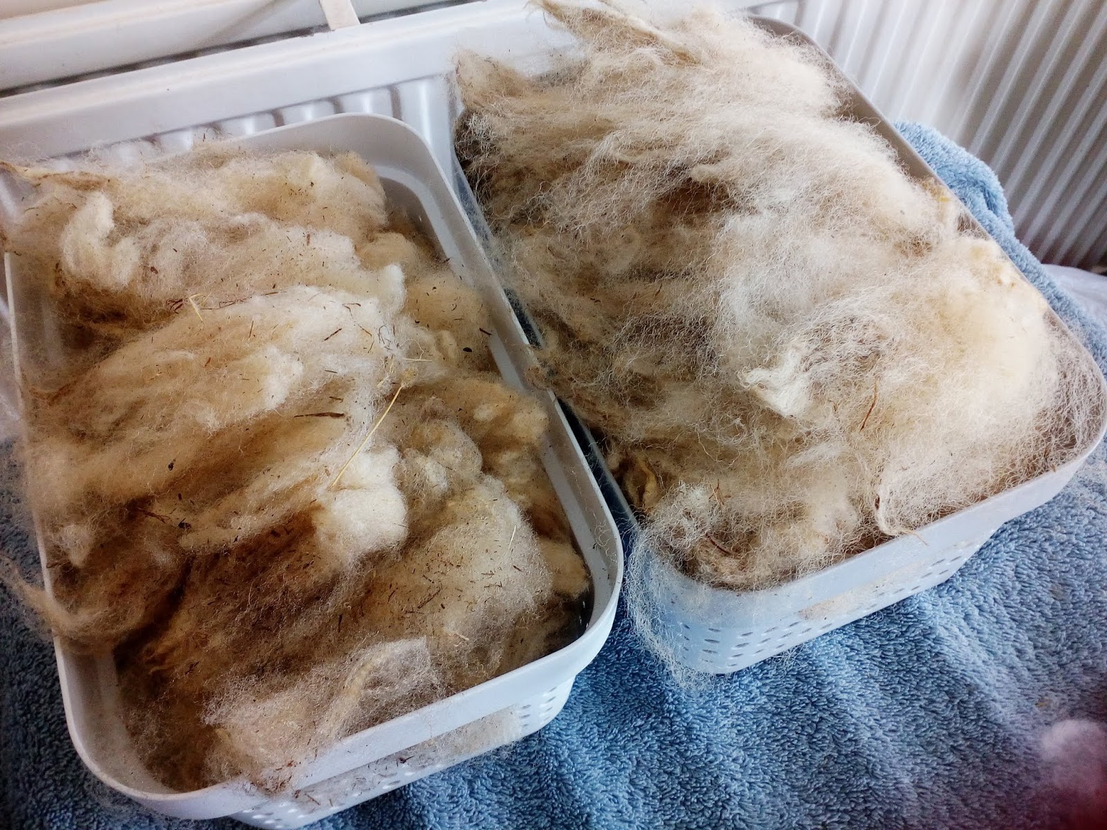 How I Wash Fleeces for Spinning