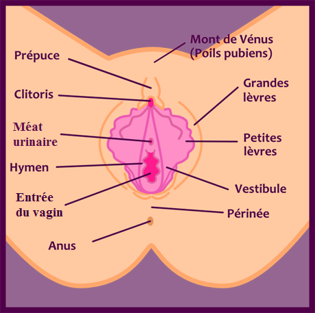 LE CLITORIS : TOUT SAVOIR SUR CET ORGANE ULTIME DU PLAISIR FEMININ 2 Anatomie du clitoris