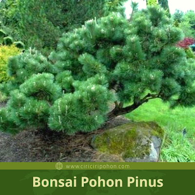 Ciri Ciri Pohon Pinus