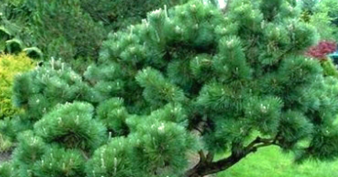 Japanesse Black Pine Pohon  Pinus  Paling Populer untuk 