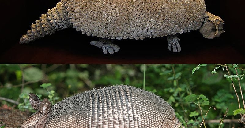 Armadillo Tea Pavilion
