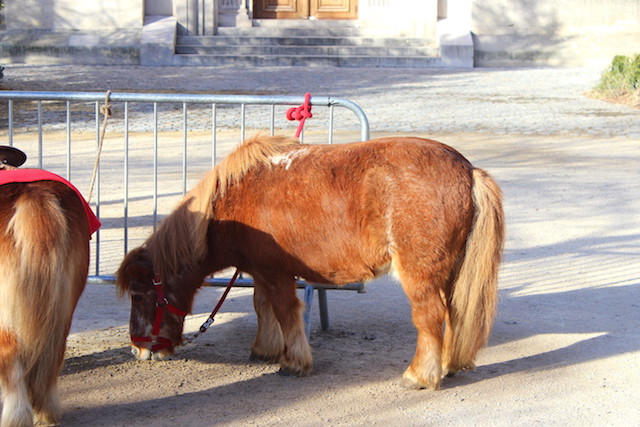 Ponies at the Christmas market in Reims, France