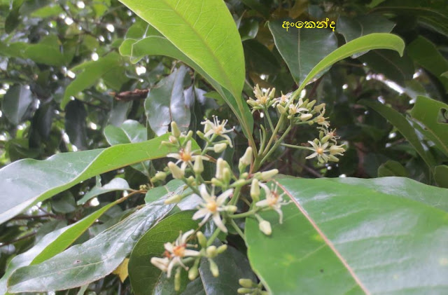 අංකෙන්ද [Ankenda] (Acronychia Pedunculata) - Your Choice Way