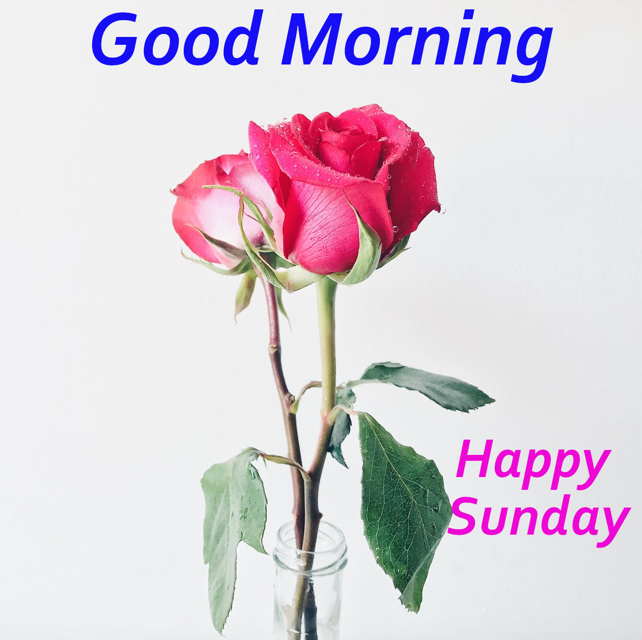 Top 10 Good Morning Ji Happy Sunday images, greetings, pictures ...