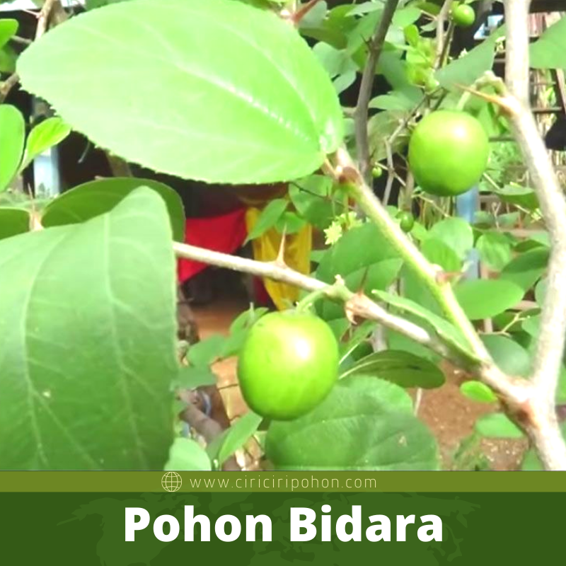 Bibit Pohon Bidara