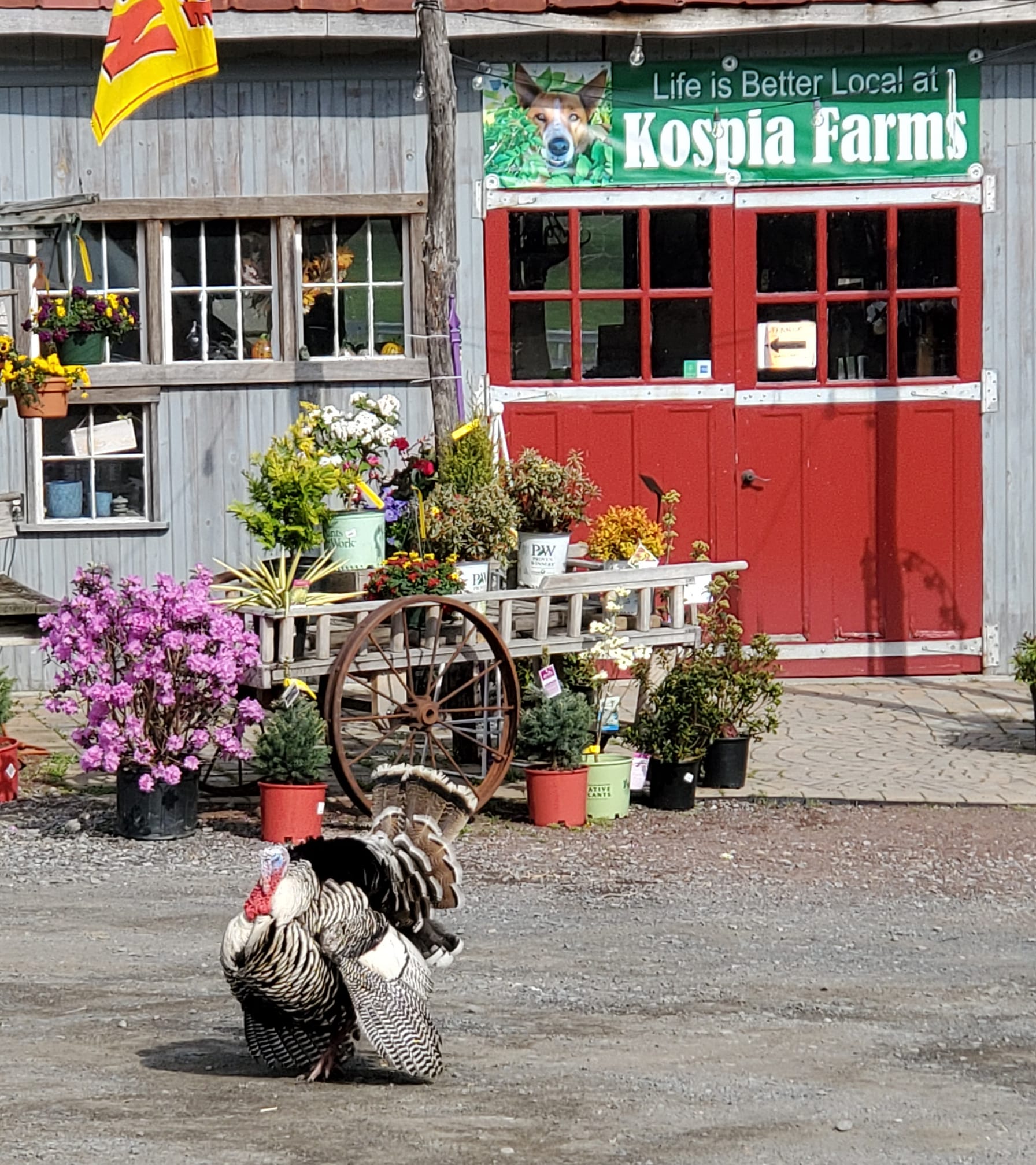 Cutty's Corner at Kospia Farms! Cutty's Farm Update! Who is this Jive