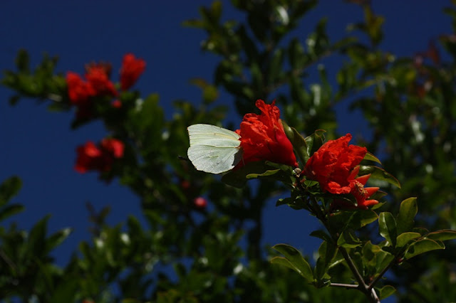 Kleopatra kelebeği ağaçta kanat altı fotoğrafı