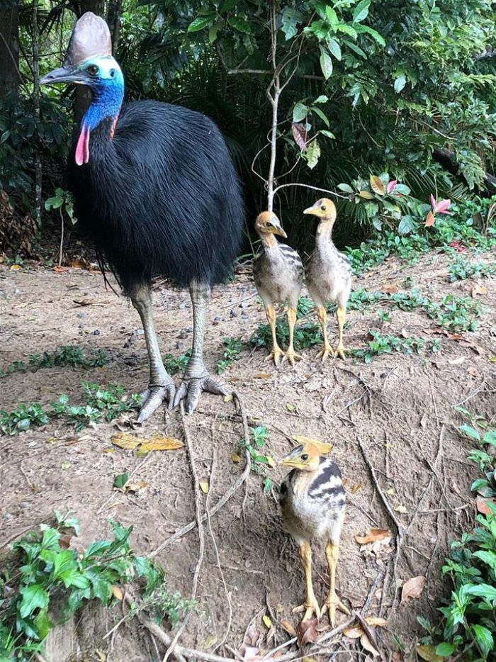 Burung Unta Bisa Dipelihara, Harga Sepasang Anakan 30 Juta di Indonesia