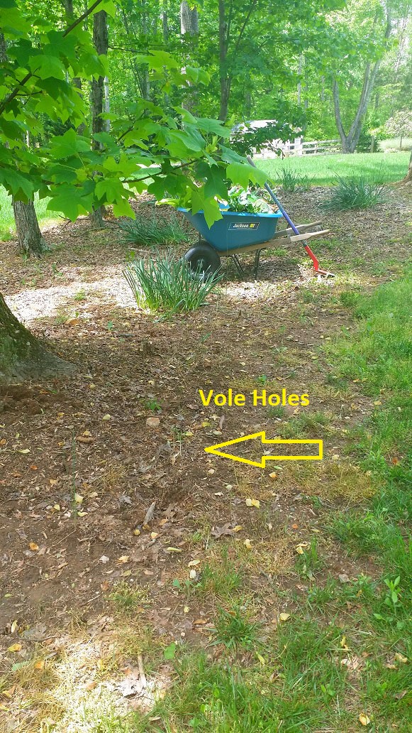 Just the Right Size How to Control Voles in Your Yard