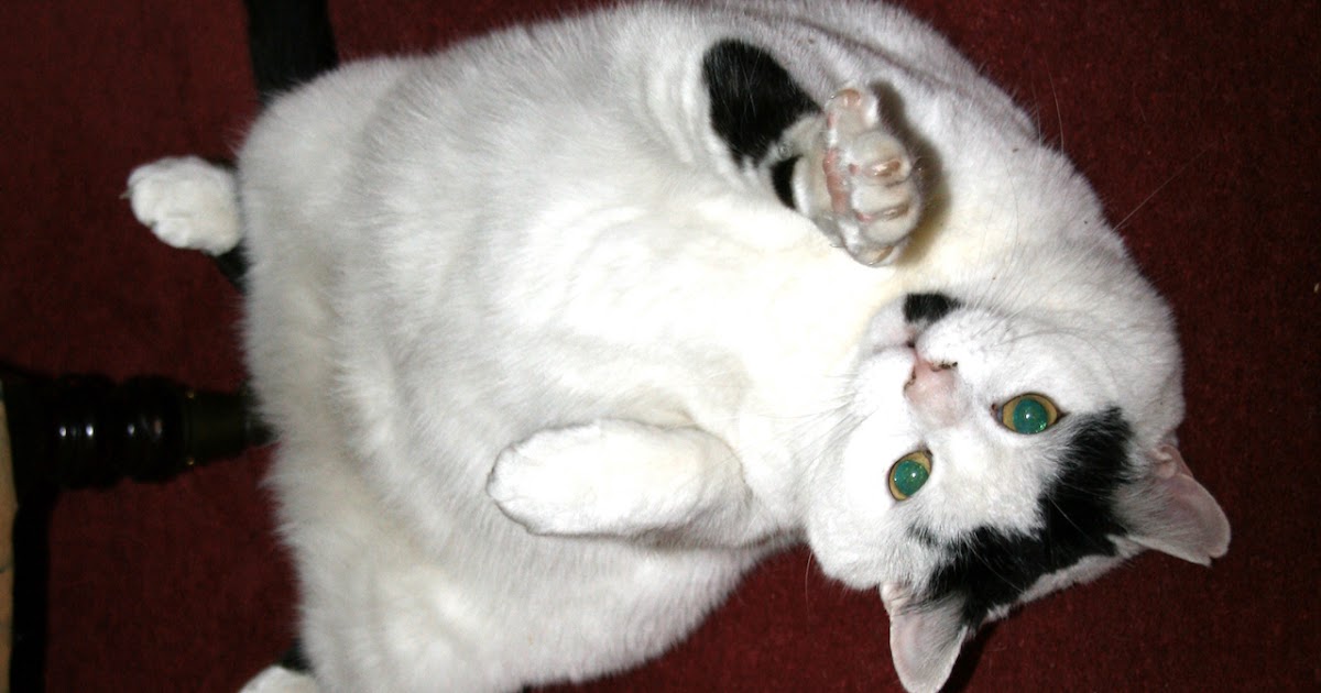 Online Cat. Author and Behaviourist. The meaning of rolling