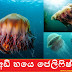 අඩි හයෙ ජෙලිෆිෂ් 😱😱(JELLYFISH)