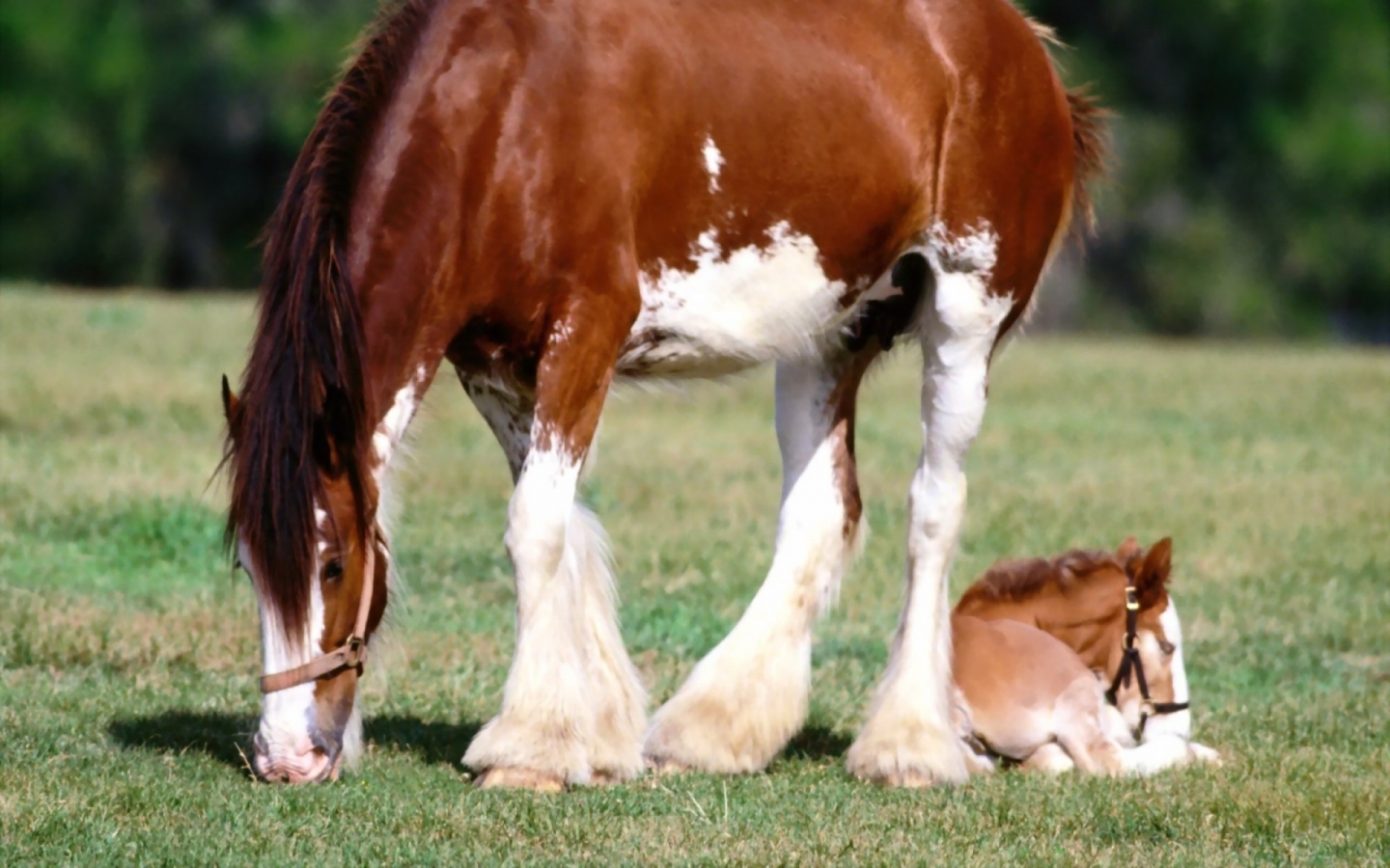 IMAGENES DE CABALLOS IMAGEN DE YEGUA DE PATAS BLANCAS CON SU POTRO